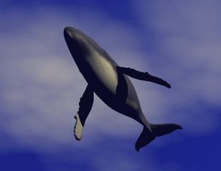 Fototapeta premium Buckelwal 081029 1