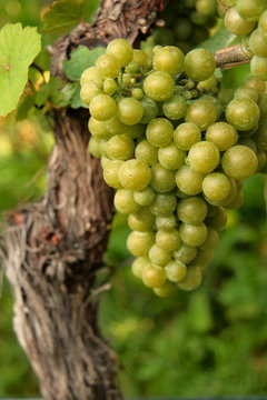 Cluster of white grapes in a vineyard