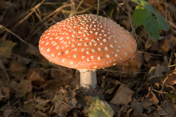 mushroom