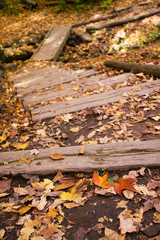 Beautiful fall colors on the trail in a forest