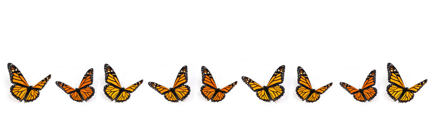 Monarch Butterfly Border on White Background