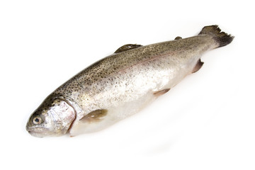 Fresh whole trout isolate don a white studio background.