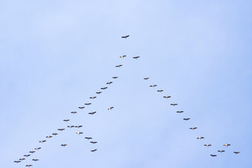 Vogelschwarm