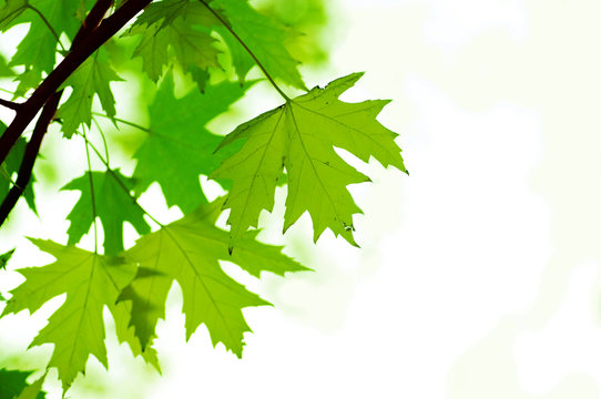 green leaves, shallow focus. Maple leaves.