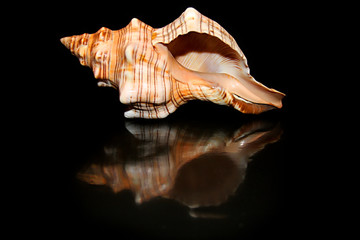 Shell and reflection