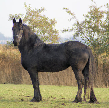 Nice black Baroc horse