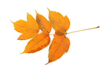 Autumn leaf isolated on white background