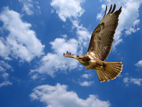 Greifvogel im Himmel