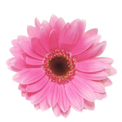 Pink gerbera daisy isolated on white