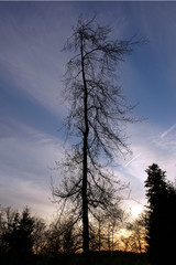 grosser Baum im Abendrot