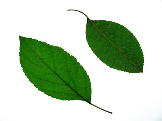apple and pear leaves isolated on white