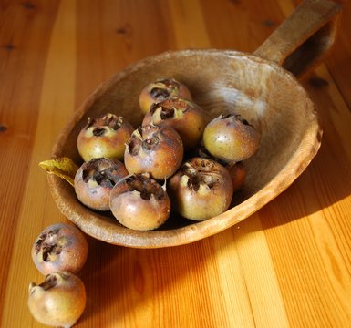 nespola germanica