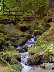 Wildbach im Teutoburger Wald