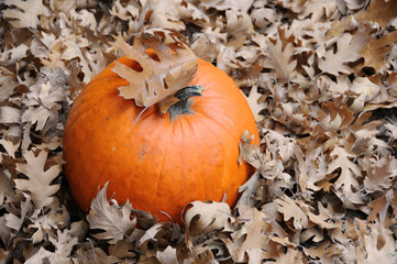 pumpkin and leaves