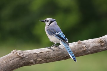 Obraz premium Blue Jay