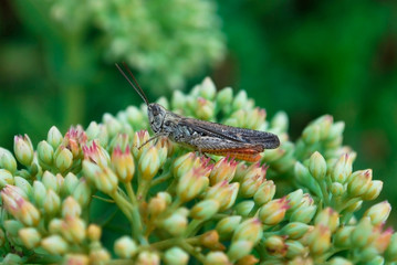 grasshopper. close-up