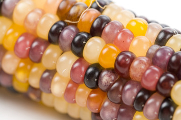 Indian corn close up shot