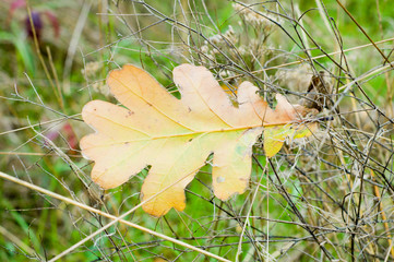 oak leaf on a grass in autumn