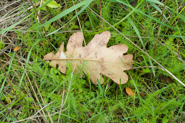 oak leaf on a grass in autumn