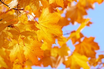 Fototapeta na wymiar autumn, fall background