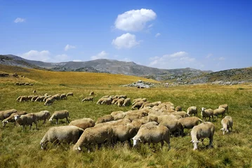 Papier Peint photo Lavable Moutons Moutons sur la montagne Bistra de Macédoine