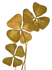 feuilles sèches de trèfle