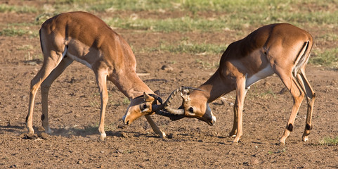 Impala rams fighting in the dusty savanna