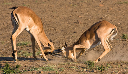 Impala rams fighting in the dusty savanna