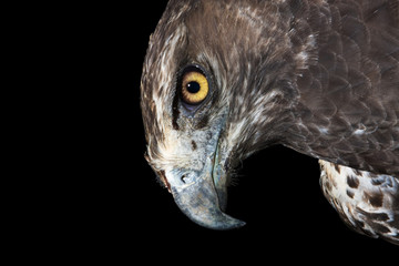 Martial Eagle Portrait on black background