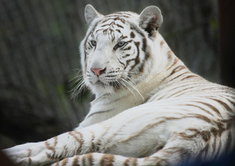 Fototapeta premium portrait of a white tiger