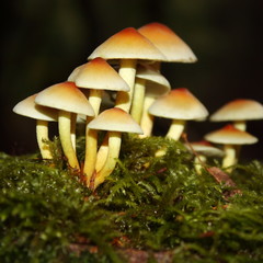 Hypholome en touffe