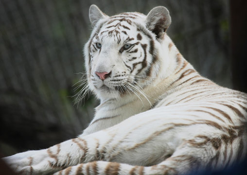 portrait of a white tiger