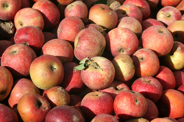 A Bunch of freashly picked apples