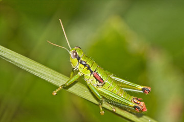 Macro shot of a grasshopper in nature.