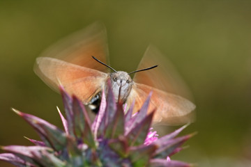 Humming-bird Hawk-moth macro detail.