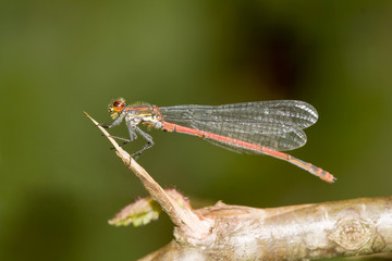 Large Red Damselfly on a branch.