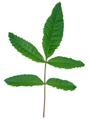 feuille de schimus terebinthifolus, baie rose