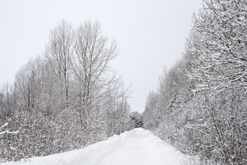 A path between trees covered with snow