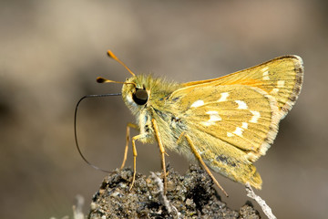 Silver-spotted Skipper  butterfly on the ground.