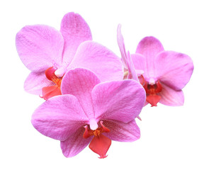 three pink orchids isolated on white background