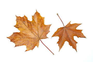 Leaves maple