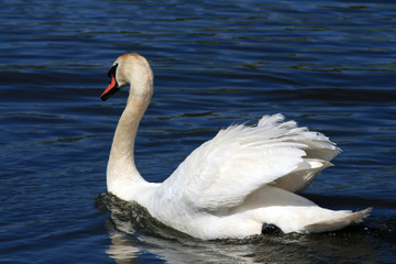ducks swans and gooses in the nature