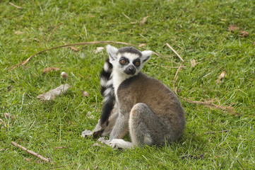 Closeup of Ring Tailed Lemur (Lemur catta)