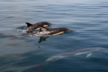 Kussenhoes Dolfijn in de blauwe oceaan © jpcasais