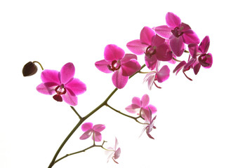 Fototapeta na wymiar Różowa orchidea gałęzi