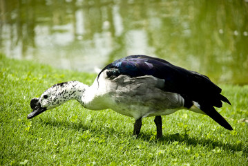 Pato curioso