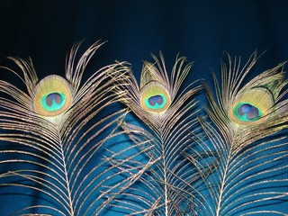 Obraz premium Three peacock feathers