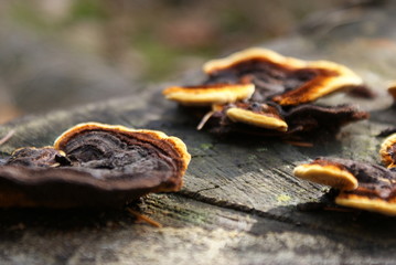 Pilze