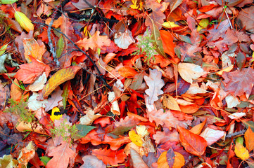 Autumn leaves on land can be used for background