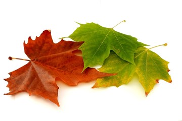 Colorful leaves, white background